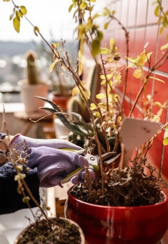 Prune All the Potted Plants That Need Pruning