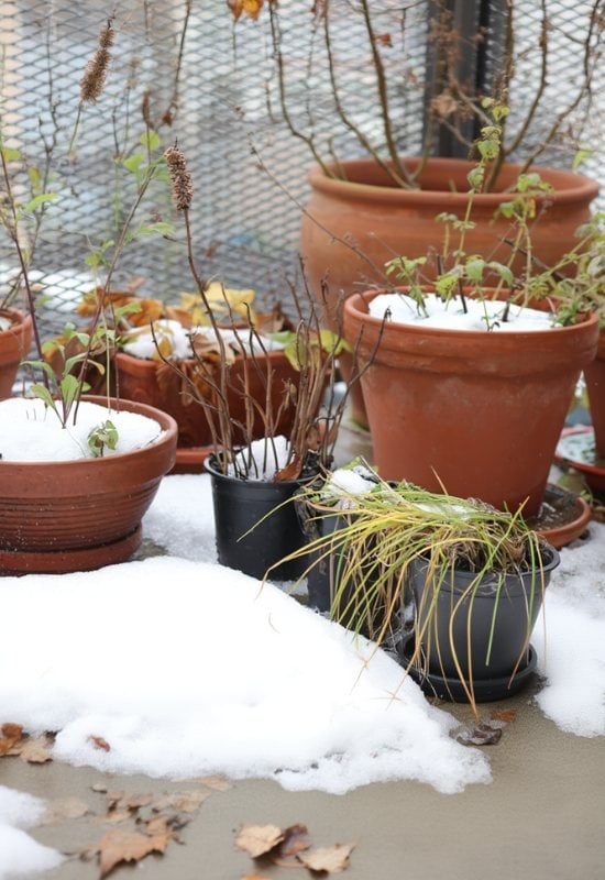 Put Smaller Pots within Bigger Pots for Winter