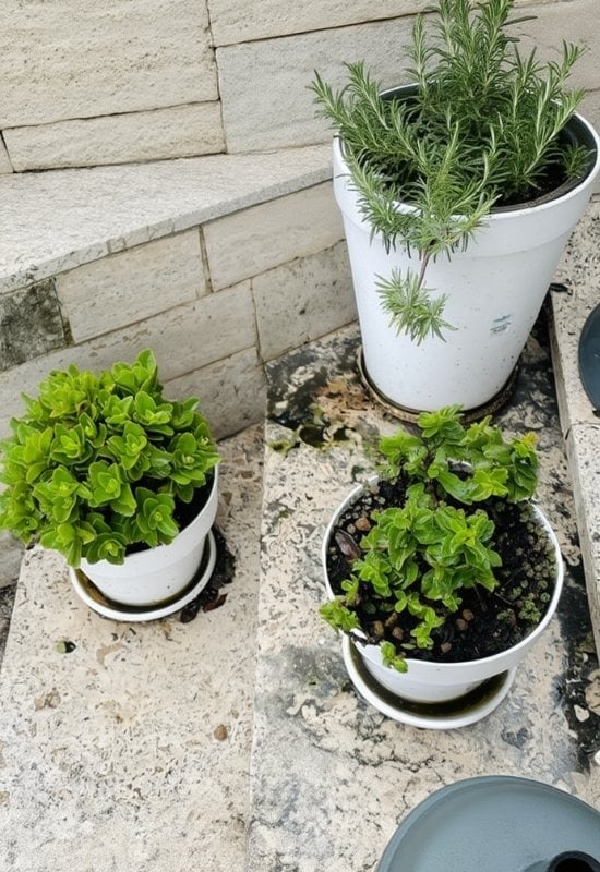 Remove All the Saucers to Keep Your Potted Plants’ Feet Dry