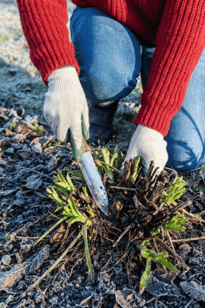 11 Easy Perennials You Should Propagate This January so You Have an Endless Supply of Free Plants Ready to Thrive by Spring 8