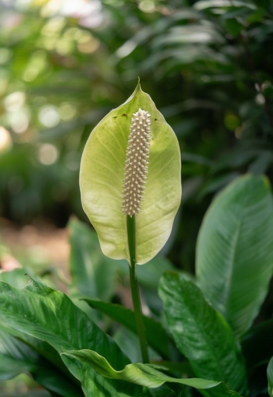 Snowflower Peace Lily (Spathiphyllum floribundum)