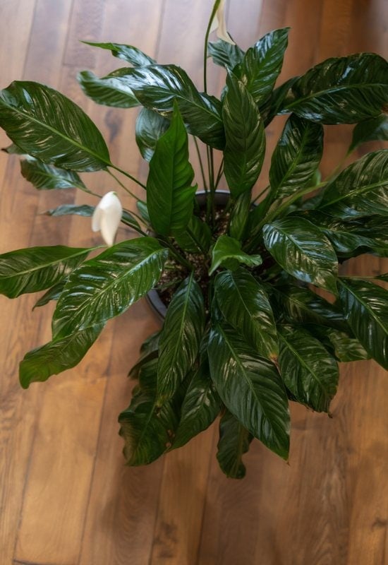 Sweet Sebastiano’ Peace Lily (Spathiphyllumwallisii ‘Sweet Sebastiano’)