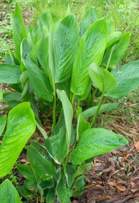 West Indian Arrowroot (Maranta arundinacea)