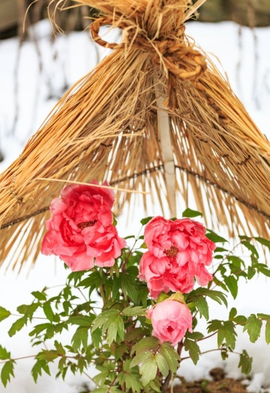 Why Do Peonies Need Winter?