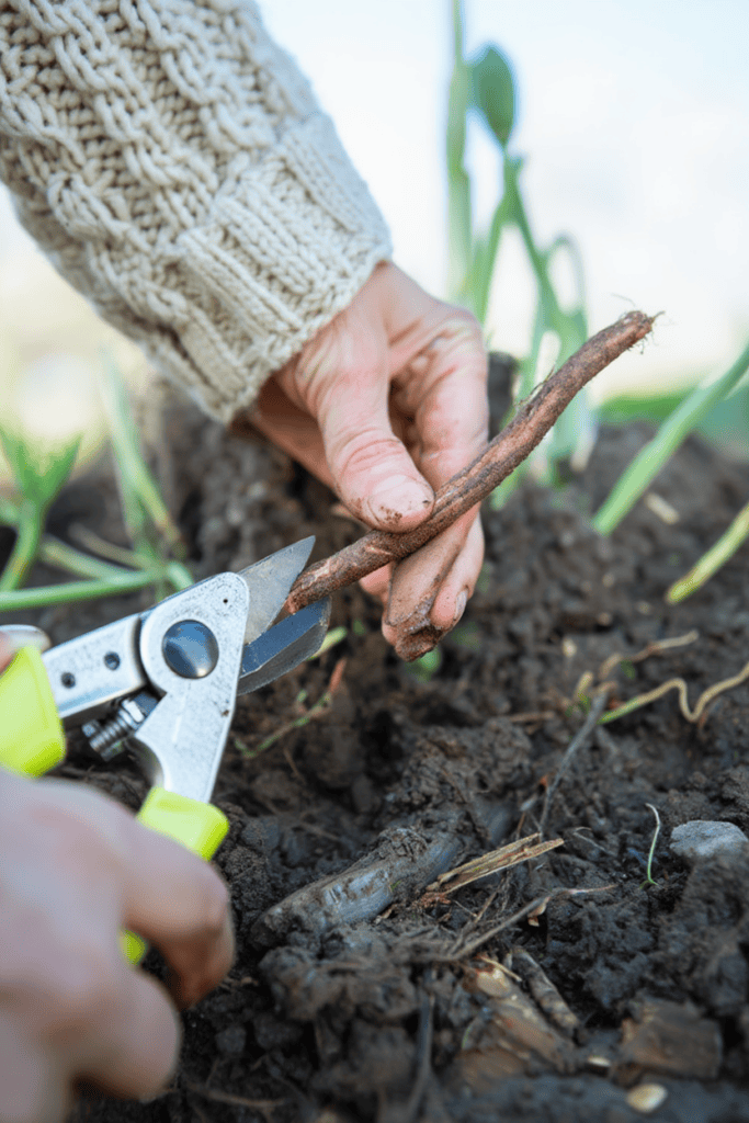 11 Easy Perennials You Should Propagate This January so You Have an Endless Supply of Free Plants Ready to Thrive by Spring 6