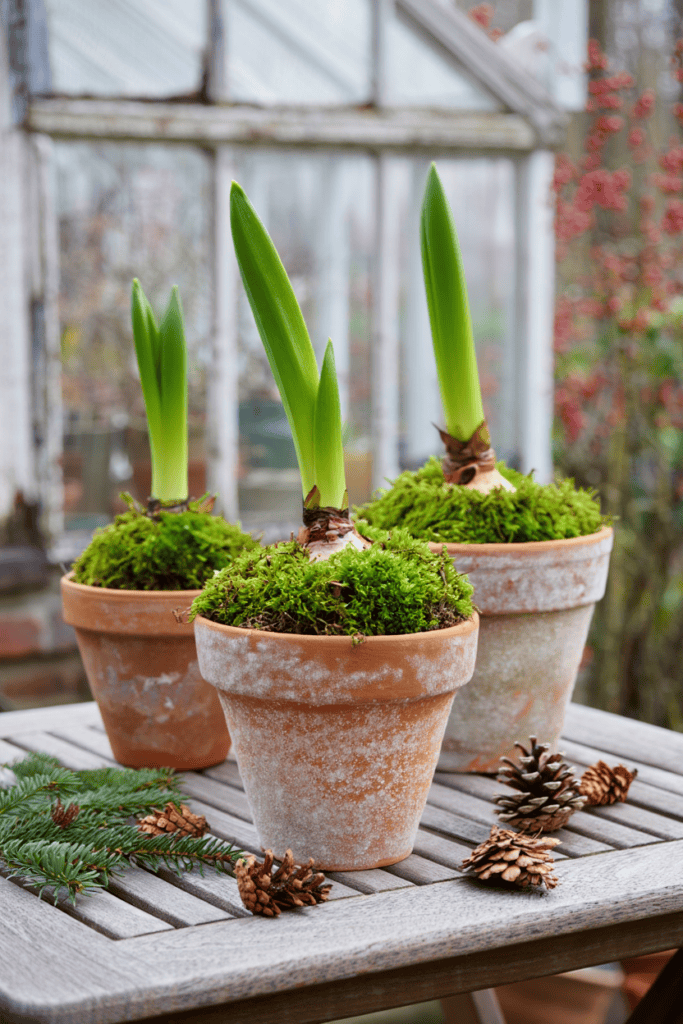 How I Take Care of My Amaryllis After It’s Done Blooming So It Flowers Again 11