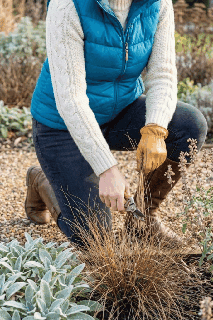 13 Perennials You Should Be Pruning Right Now to Guarantee Better Growth and Healthier Plants Next Season 7