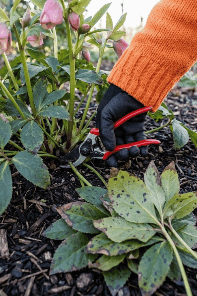 13 Perennials You Should Be Pruning Right Now to Guarantee Better Growth and Healthier Plants Next Season 2