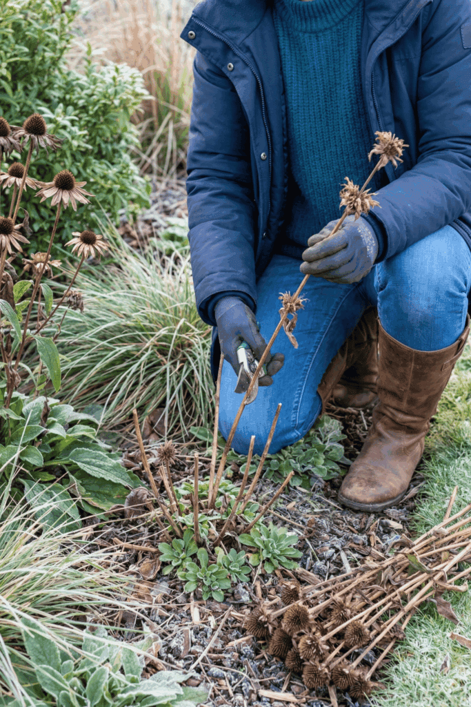 13 Perennials You Should Be Pruning Right Now to Guarantee Better Growth and Healthier Plants Next Season 4