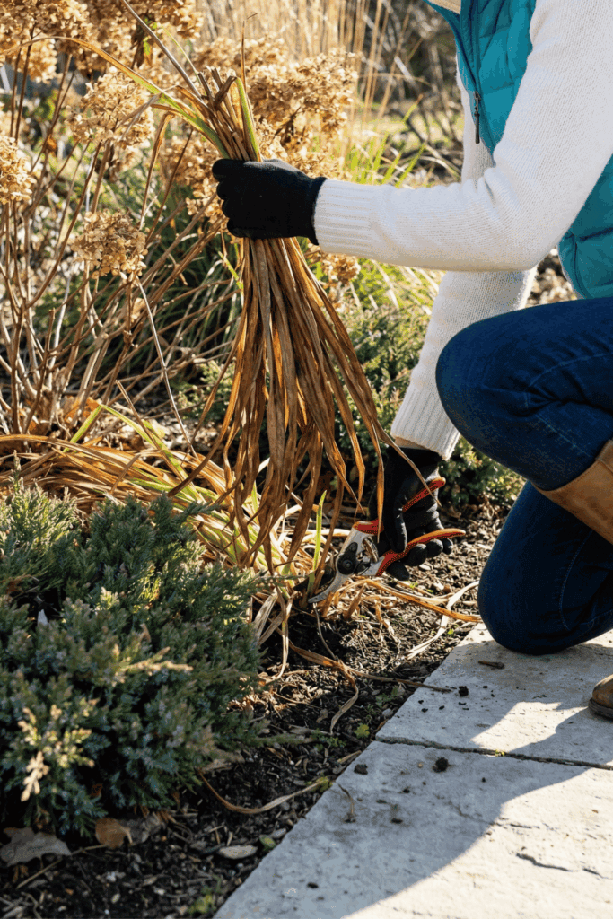 13 Perennials You Should Be Pruning Right Now to Guarantee Better Growth and Healthier Plants Next Season 5