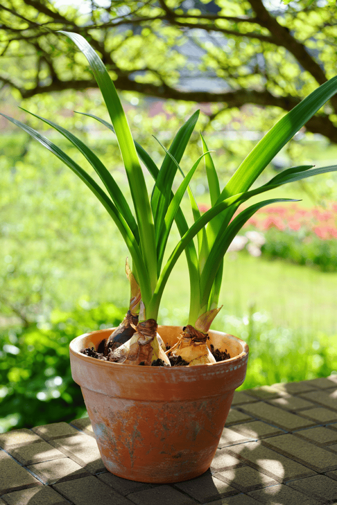 How I Take Care of My Amaryllis After It’s Done Blooming So It Flowers Again 4