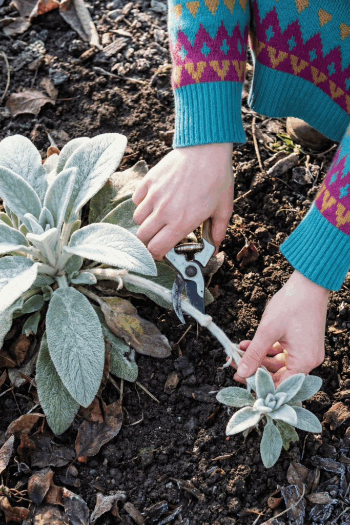 11 Easy Perennials You Should Propagate This January so You Have an Endless Supply of Free Plants Ready to Thrive by Spring 9