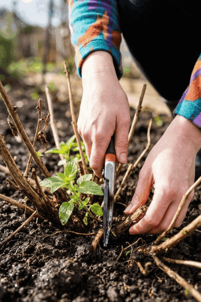 11 Easy Perennials You Should Propagate This January so You Have an Endless Supply of Free Plants Ready to Thrive by Spring 10