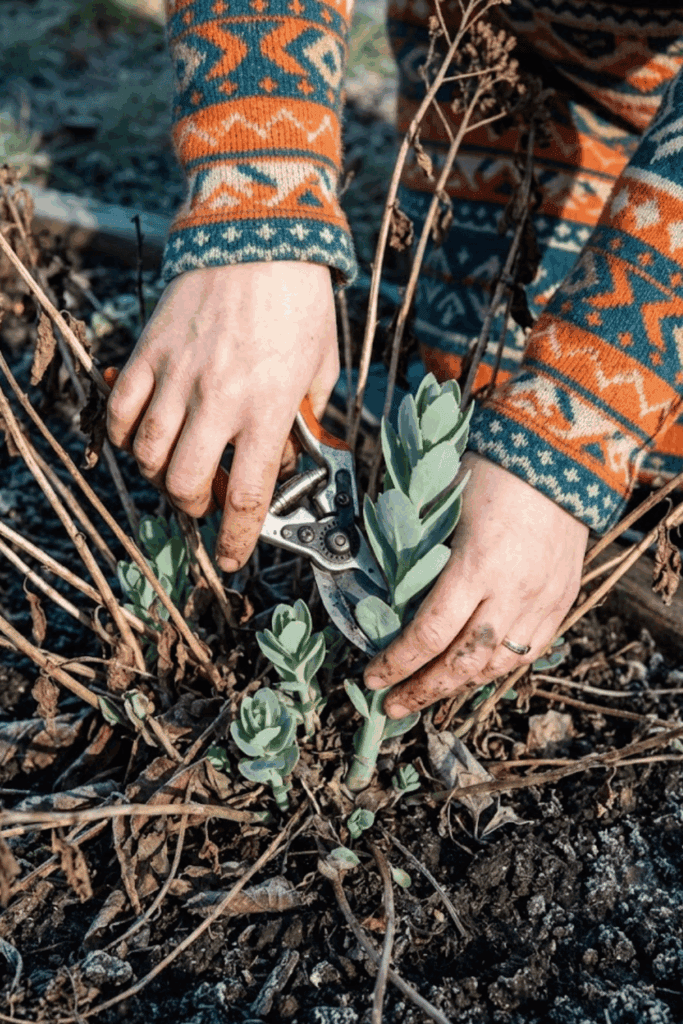 11 Easy Perennials You Should Propagate This January so You Have an Endless Supply of Free Plants Ready to Thrive by Spring 2