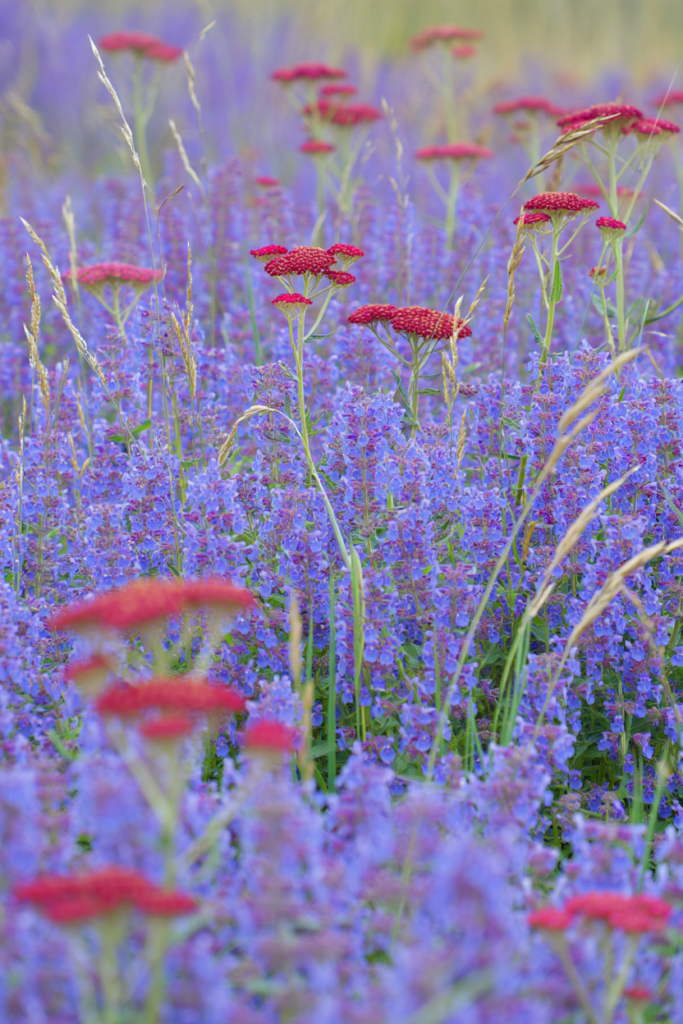 Stop Wasting Money on Wildflower Seeds – Try Mosaic Planting Instead and Use These 20 Plants for a Perfect Meadow-Style Garden 19