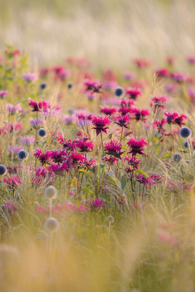 Stop Wasting Money on Wildflower Seeds – Try Mosaic Planting Instead and Use These 20 Plants for a Perfect Meadow-Style Garden 18