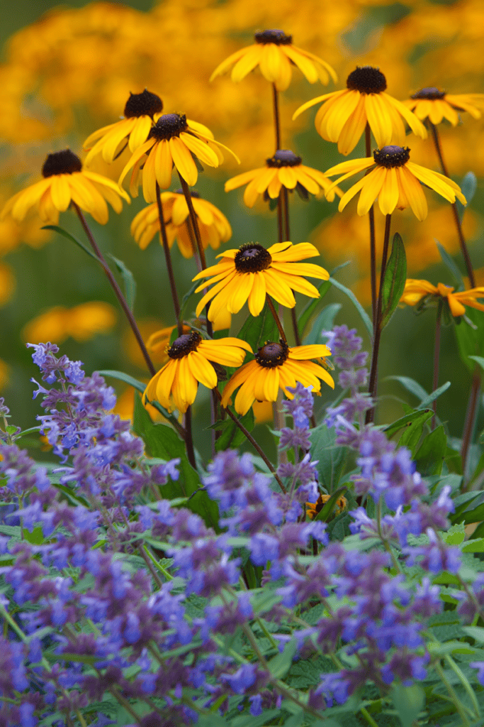 Stop Wasting Money on Wildflower Seeds – Try Mosaic Planting Instead and Use These 20 Plants for a Perfect Meadow-Style Garden 15