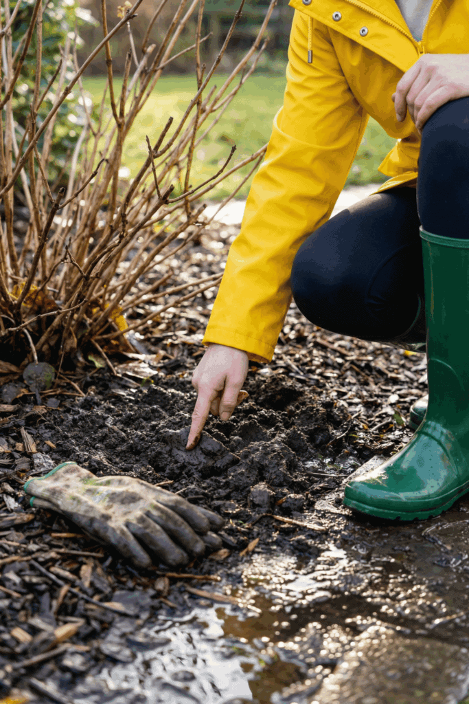6 February Hydrangea Tasks for Massive Summer Blooms (And 2 Deadly Mistakes) 7