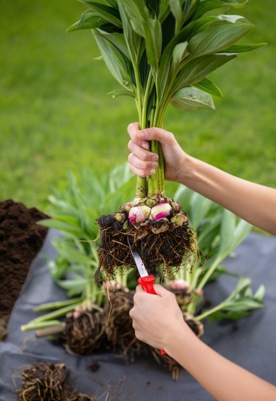 Divide and Propagate Peonies