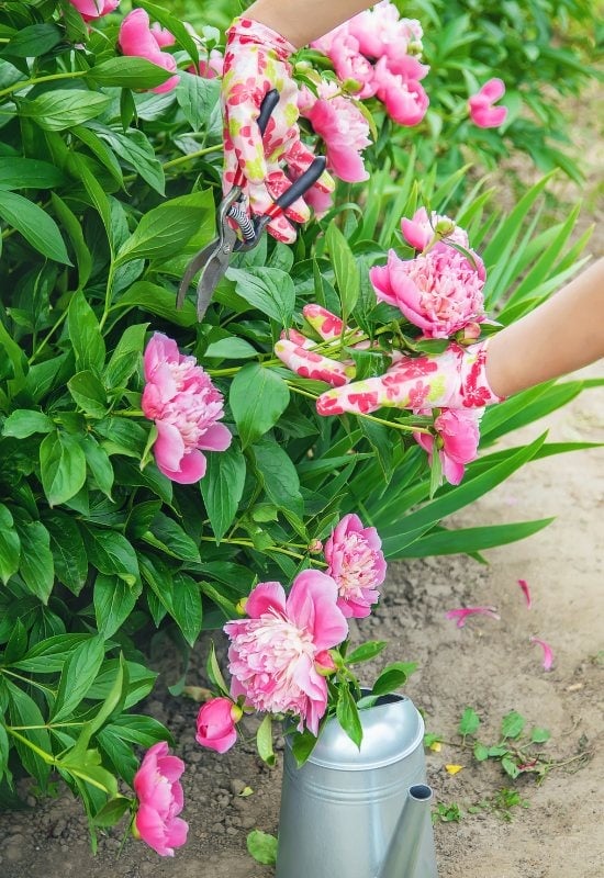 How to Prune Intersectional (Itoh) Peonies
