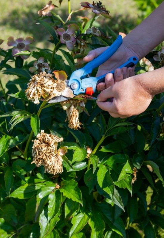 How to Prune Tree Peonies