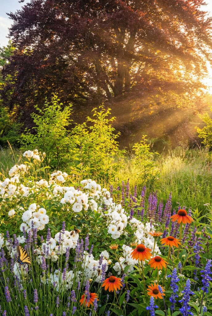 20 Inspiring Rose Garden Ideas for a Stunning Backyard Landscape 1