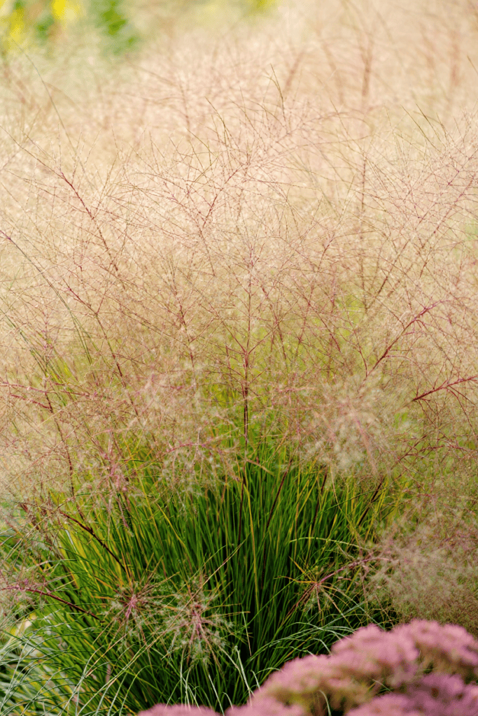 Stop Wasting Money on Wildflower Seeds – Try Mosaic Planting Instead and Use These 20 Plants for a Perfect Meadow-Style Garden 8