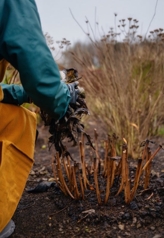 Remove All Wet and Rotting Leaves from Around Your Peonies
