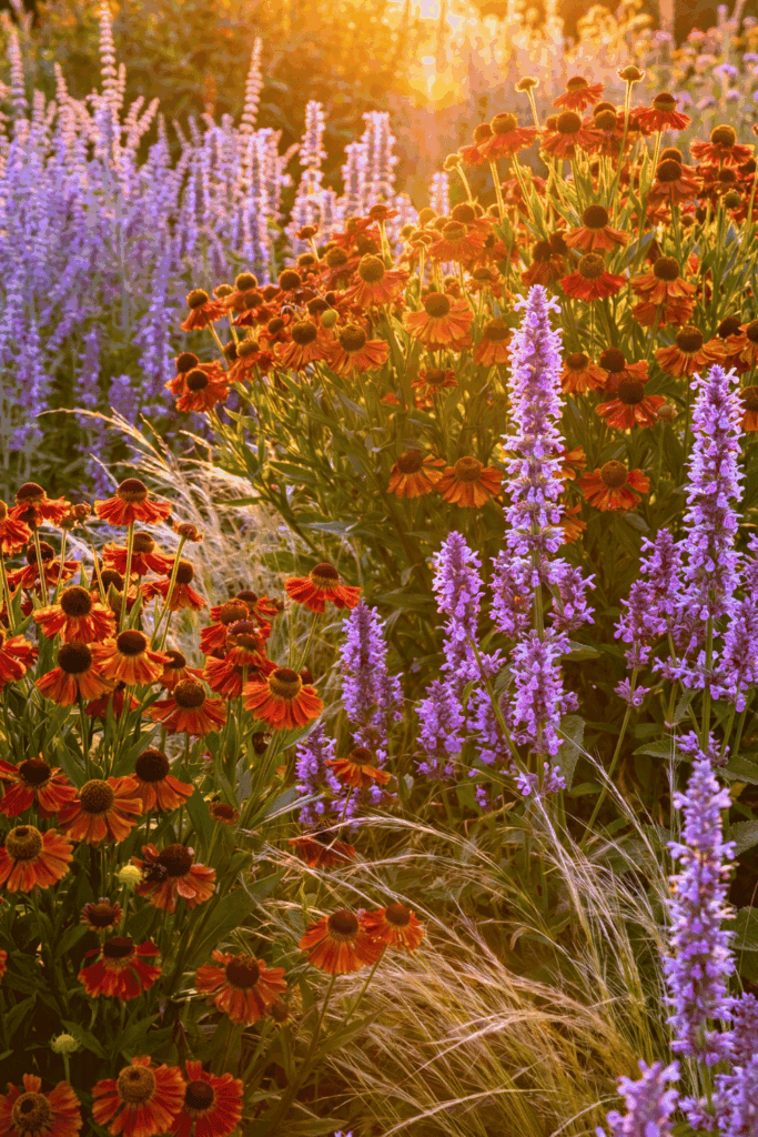 Stop Wasting Money on Wildflower Seeds – Try Mosaic Planting Instead and Use These 20 Plants for a Perfect Meadow-Style Garden 24
