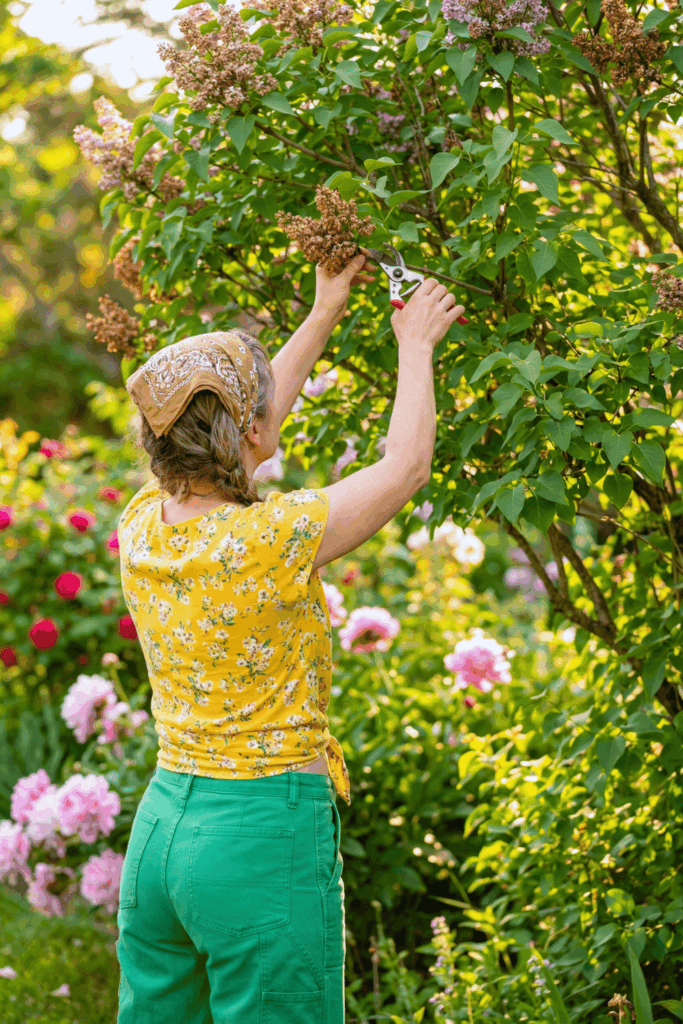 9 Shrubs You Should Never Prune in February — Plus the Right Time to Trim Each One 2