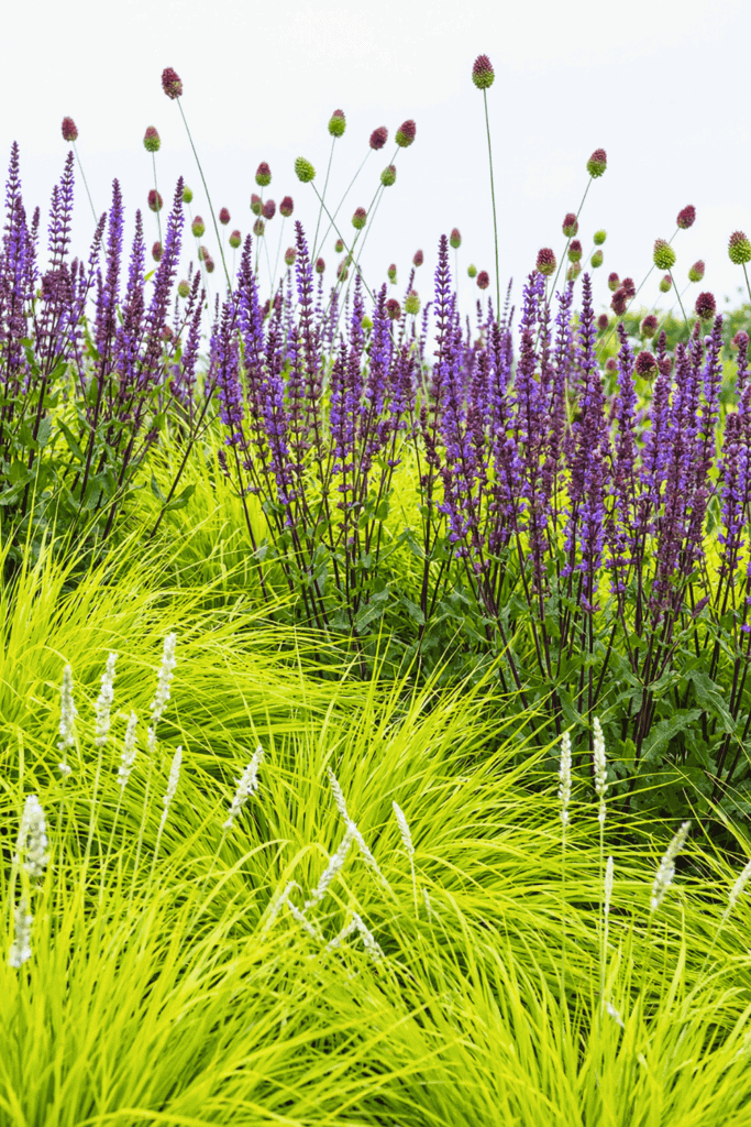 Stop Wasting Money on Wildflower Seeds – Try Mosaic Planting Instead and Use These 20 Plants for a Perfect Meadow-Style Garden 12