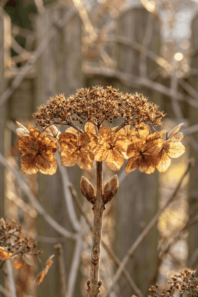 6 February Hydrangea Tasks for Massive Summer Blooms (And 2 Deadly Mistakes) 4