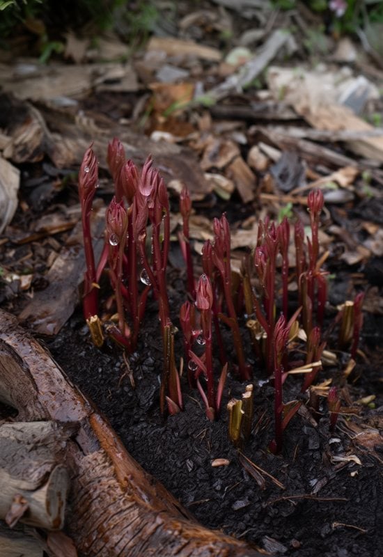 Careful! Mulching Peonies for Winter Isn’t Always a Good Idea!