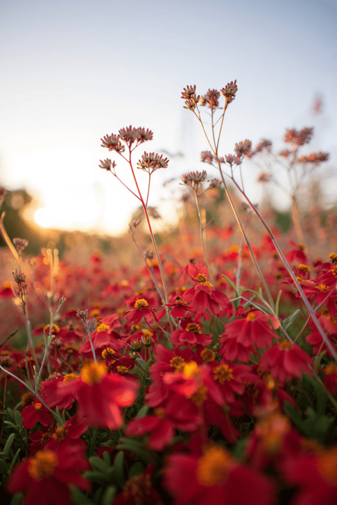 Stop Wasting Money on Wildflower Seeds – Try Mosaic Planting Instead and Use These 20 Plants for a Perfect Meadow-Style Garden 17