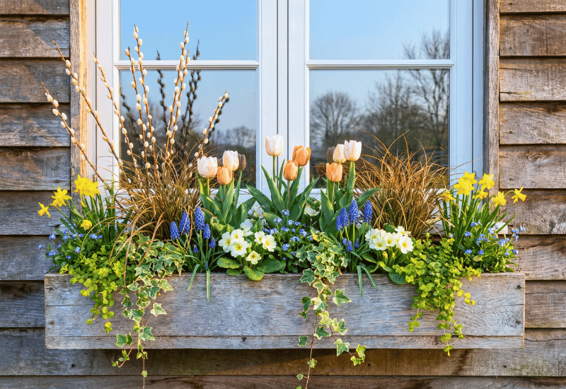spring window box ideas