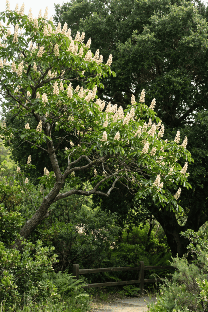 10 California Native Trees to Plant Instead of Crape Myrtle This Year (Better Blooms, Less Water) 7