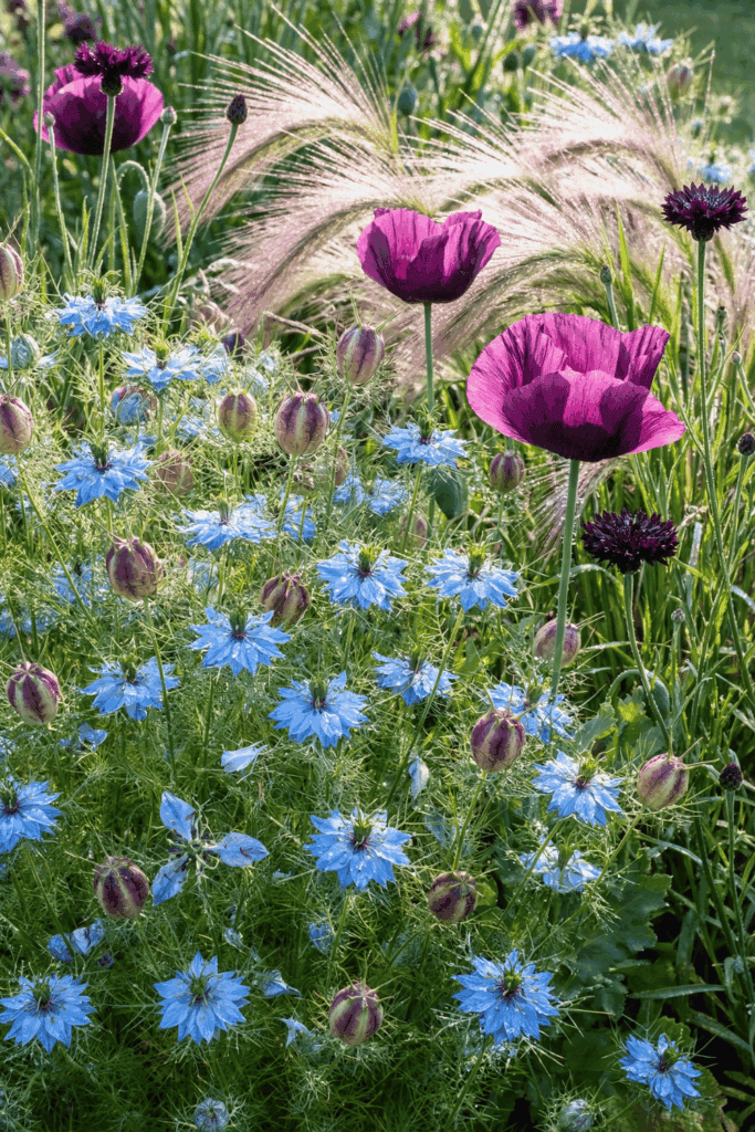 12 Flower Seeds to Sow in April for a Garden That Blooms All Summer and Into Early Fall 12