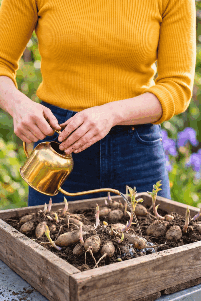 What to Do with Dahlias in April to Get Twice as Many Blooms and a Longer Season of Bigger Healthier Flowers 7