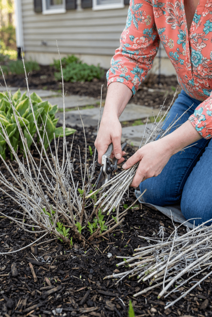 10 Shrubs That Are Still Safe to Prune in April Without Ruining This Year’s Blooms 2