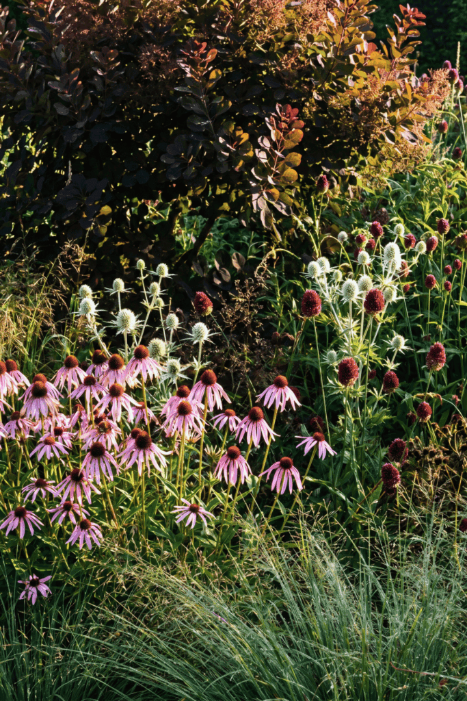12 Flower Seeds to Direct Sow in May for Continuous Blooms From Summer to Fall 9