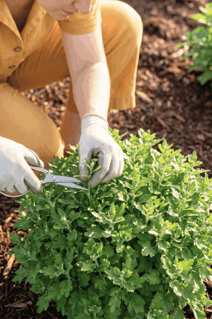 Miss May, Miss Out—10 Perennials That Are Almost Too Easy to Propagate from Cuttings Right Now 4