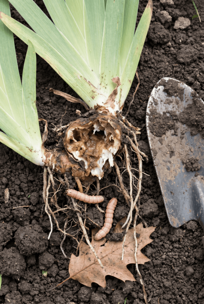 6 Things You Should Never Ignore After Your Irises Bloom — Especially If You Want Bigger Blooms Next Spring 4