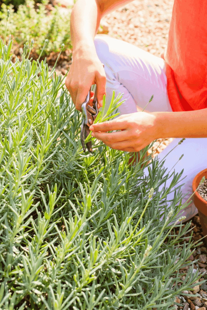 Miss May, Miss Out—10 Perennials That Are Almost Too Easy to Propagate from Cuttings Right Now 5