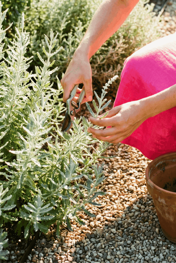 Miss May, Miss Out—10 Perennials That Are Almost Too Easy to Propagate from Cuttings Right Now 12