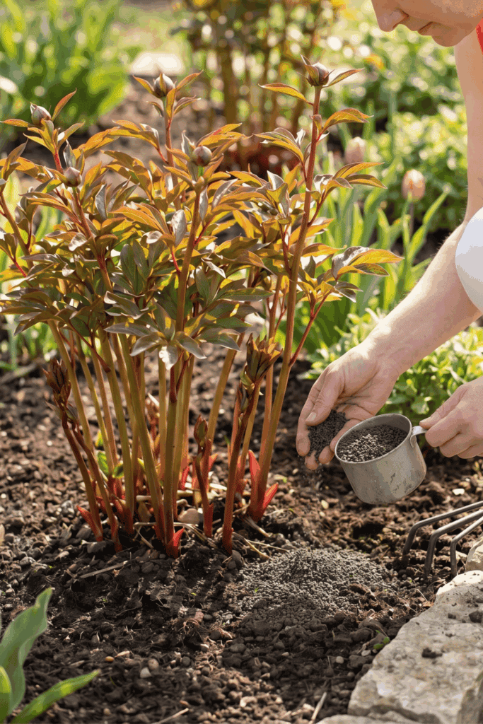 5 Crucial May Peony Tasks That Separate Sparse Blooms From Massive Flower Displays 3