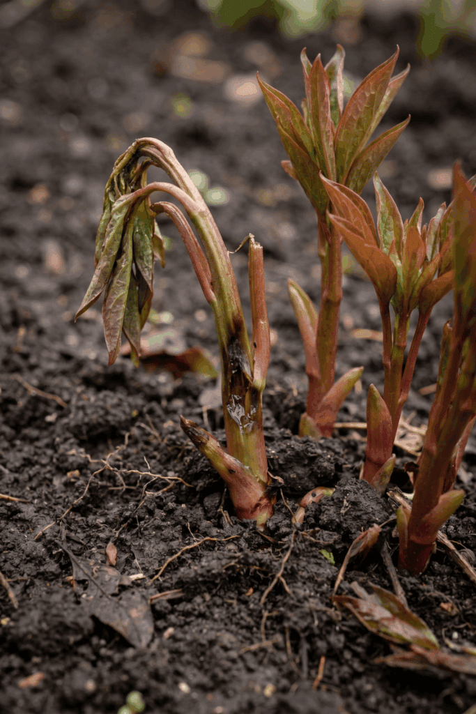 5 Crucial May Peony Tasks That Separate Sparse Blooms From Massive Flower Displays 1