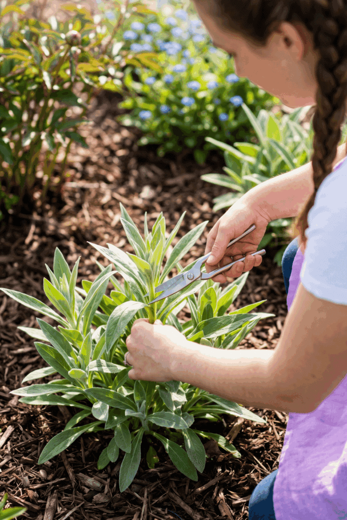 Miss May, Miss Out—10 Perennials That Are Almost Too Easy to Propagate from Cuttings Right Now 3
