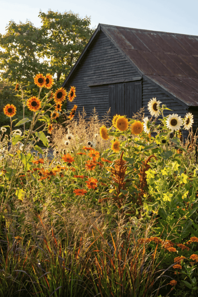 12 Flower Seeds to Direct Sow in May for Continuous Blooms From Summer to Fall 2