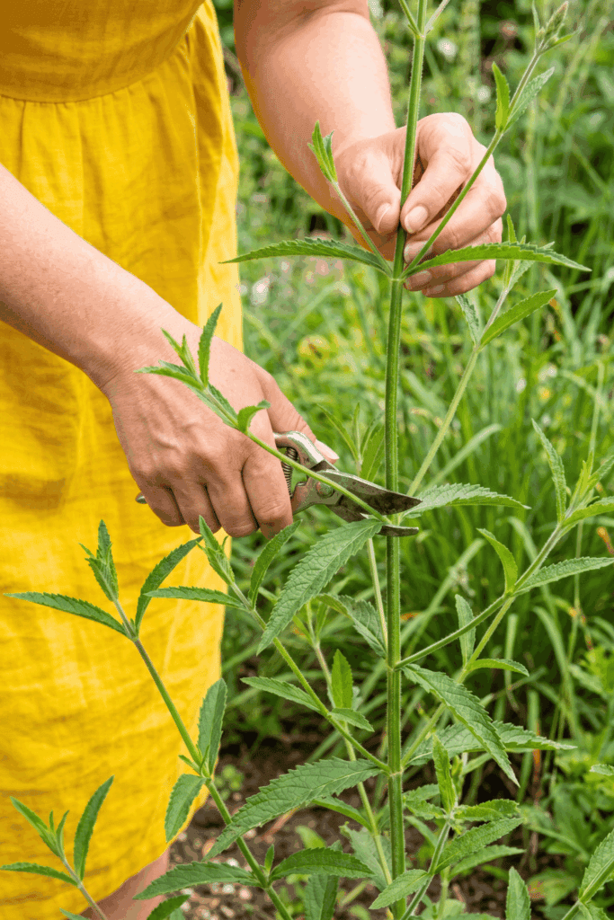 Miss May, Miss Out—10 Perennials That Are Almost Too Easy to Propagate from Cuttings Right Now 11