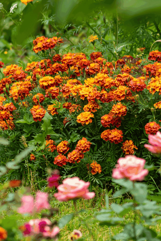 12 Flower Seeds to Direct Sow in May for Continuous Blooms From Summer to Fall 10